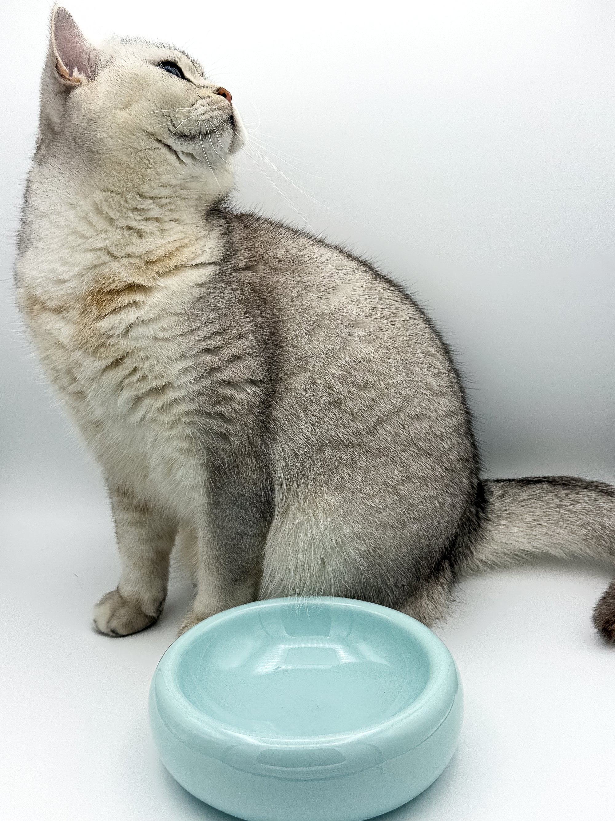 Katzennapf ocean blue