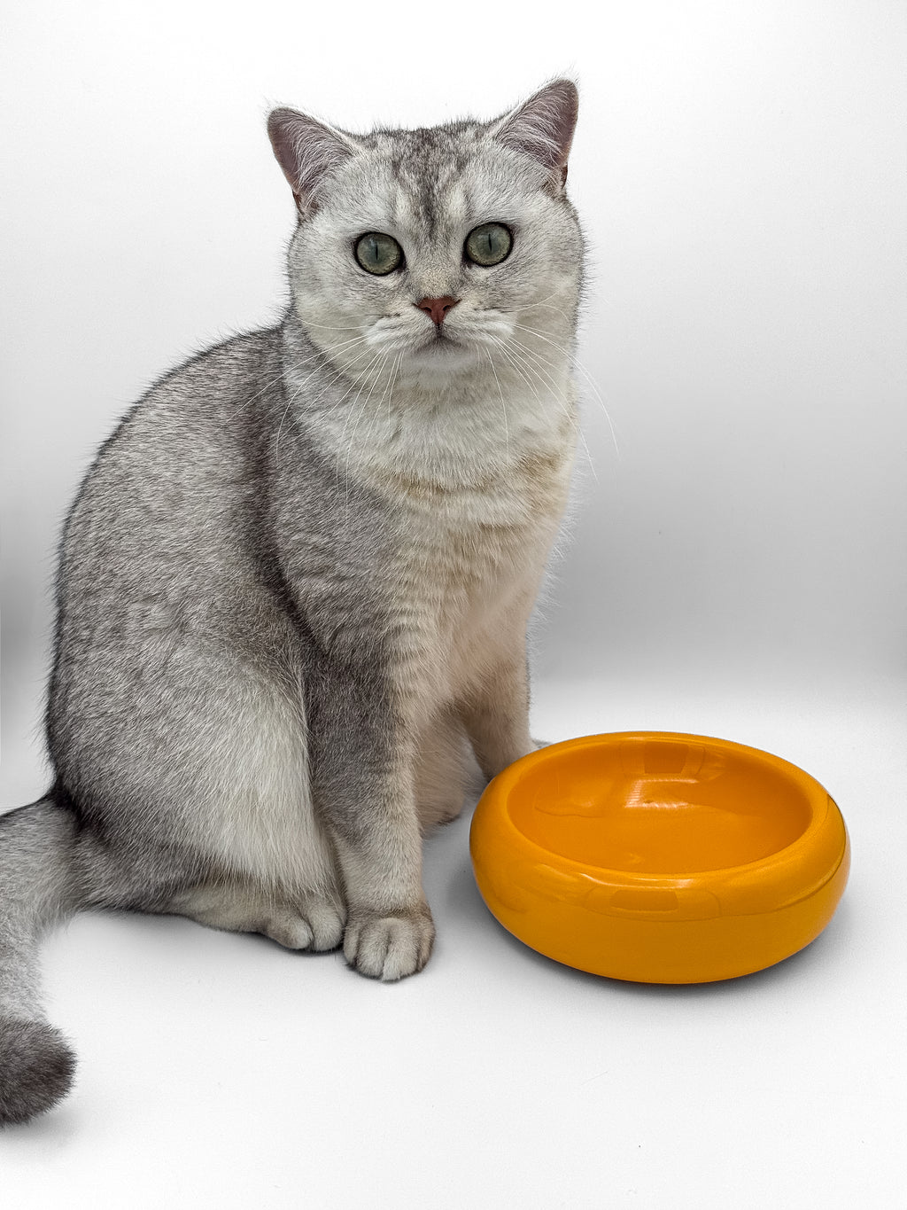 Katzennapf sunset orange