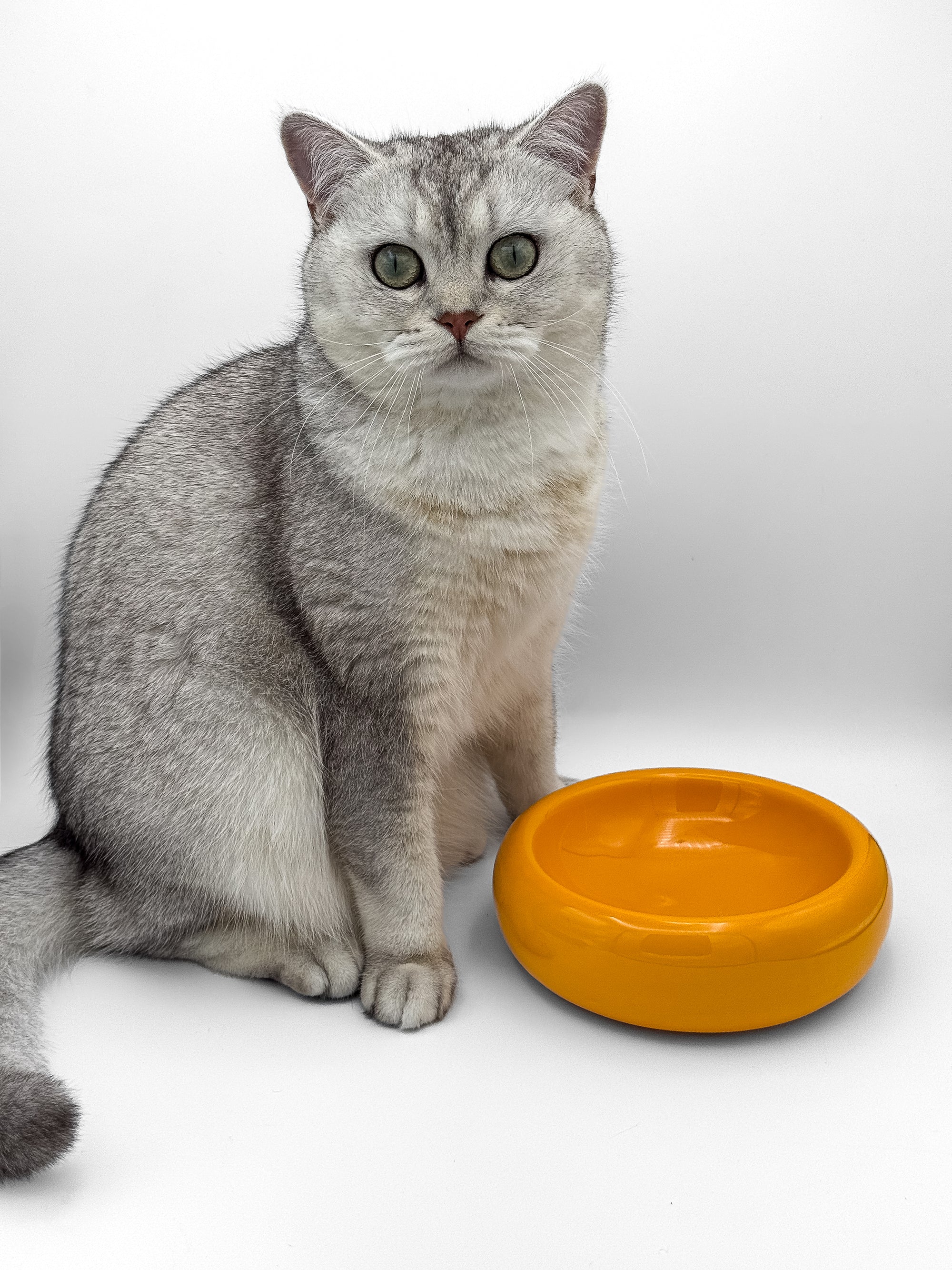 Katzennapf sunset orange